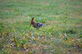 Hoopoe Bird Douchiphat Crown