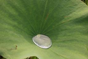 Lily Pad Water Pond leaf