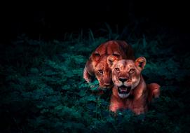 Lions Cubs Pair