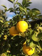 ripe oranges on a branch