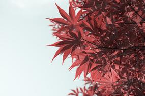 Maple Look Up Plant