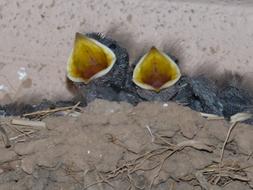 two cute birds