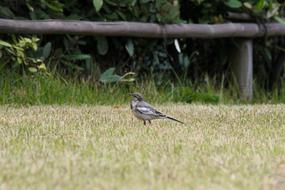 wild bird on lawn