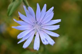 blue wildflower bud