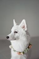 White Puppy Corolla Canine