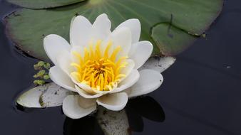 the lily is beautiful in the lake