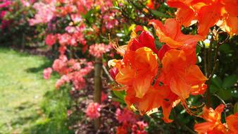 a lot of red flowers on the fence