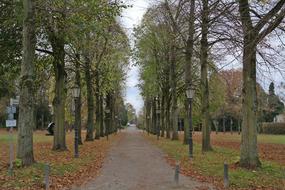 trees in the park in the moss