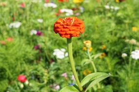 Flower Blossom Bloom