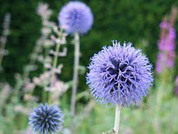 purple Flower Blossoms closeup photo