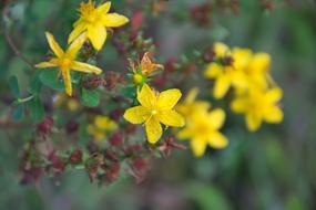 Plant Hypericum Tutsan Yellow