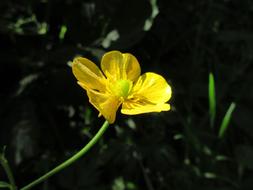 yellow little flower on the stem