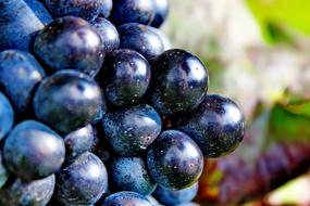 Grapes Blue Ripe
