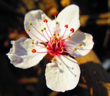 White apricot flower