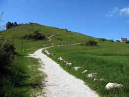 grass landscape with road