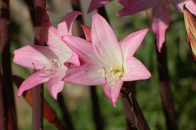 Lilies Flowers Pink