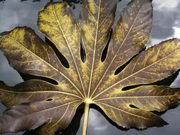 Leaf Fatsia Nature