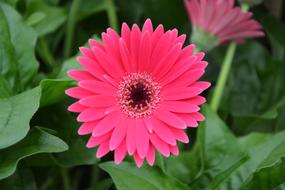 Flowers Bright Pink Nature