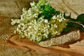 Elder Elderflower Branch