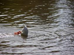 Duck Ave Pond