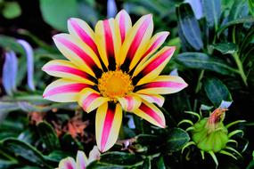 Flower Gazanie Nature