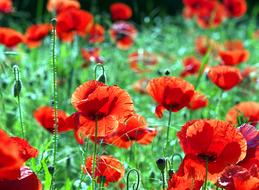 Poppies Red Flowers The Beasts Of