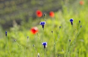 Cornflowers Bluebottle Blue