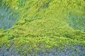 Green Moss Texture