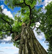 Nature Landscape Tree