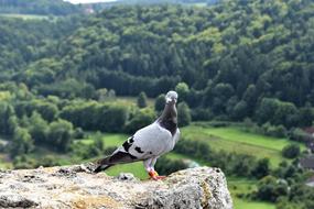 Pigeon Castle Ruins Nature