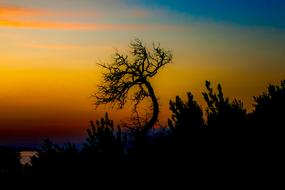 Tree West