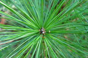 Pine Tree Needles