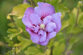 Flower Flowers Hibiscus Nature