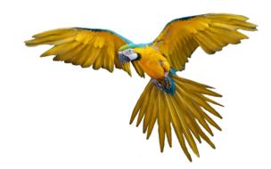 Parrot Isolated Flight Yellow