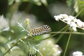 Caterpillar Colorful Pattern