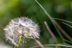 Flower Dandelion Nature Pointed