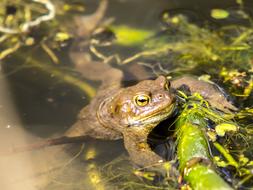 Common Toad Amphibians