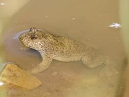 Yellow-Bellied Toad