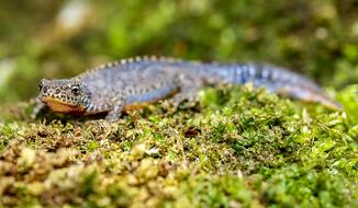 Alpine Newt Amphibians