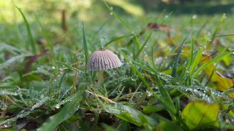Life Mushroom Grass