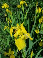 Sverdlilje Flower Plant