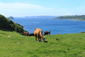 a herd of cows walking in a green meadow