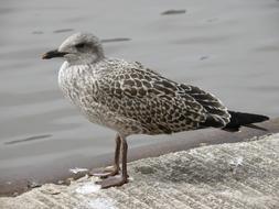 Seagull Chick