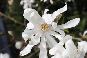 white Flowers at garden Nature