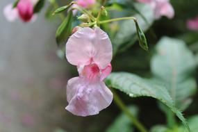 Pink Flower Forest Blossom