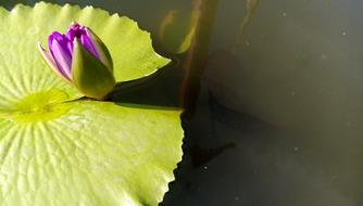 pink lily bud on the lake