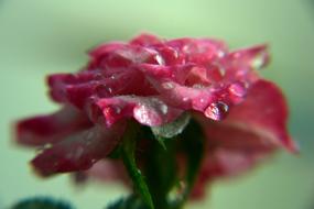 water droplet flowers