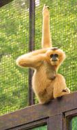 Gibbon Animal