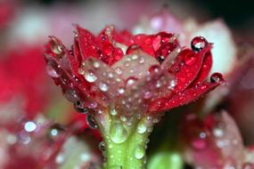wet Rosa red Flower