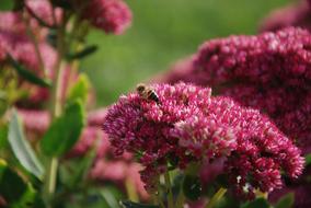 Insect Bee on purple Flowers